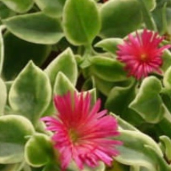 Meet your Posher, Kim - Picture 7 of 16